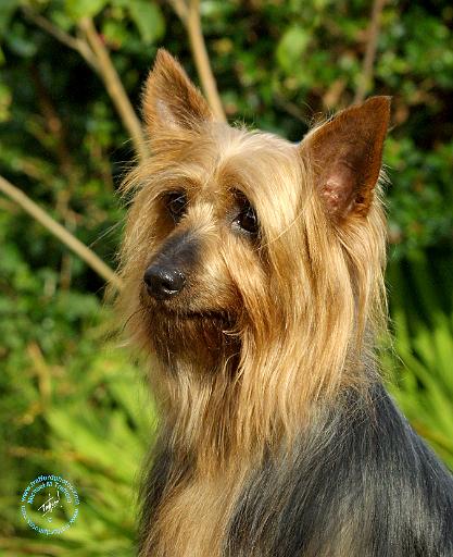 Australian Silky Terrier 9B15D-05.JPG